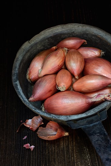 Shallots in pot, Allium cepa