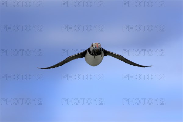 Puffin (Fratercula arctica), adult, flying, with sand eels, with food, Faroe Islands, England, Great Britain, Europe