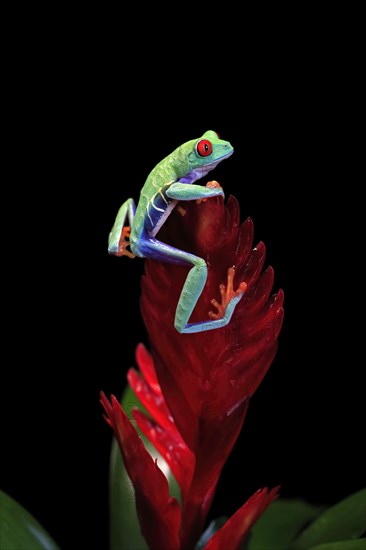 Red-eyed tree frog (Agalychnis callidryas), adult, on bromeliad, captive, Central America