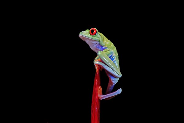 Red-eyed tree frog (Agalychnis callidryas), adult, on bromeliad, captive, Central America