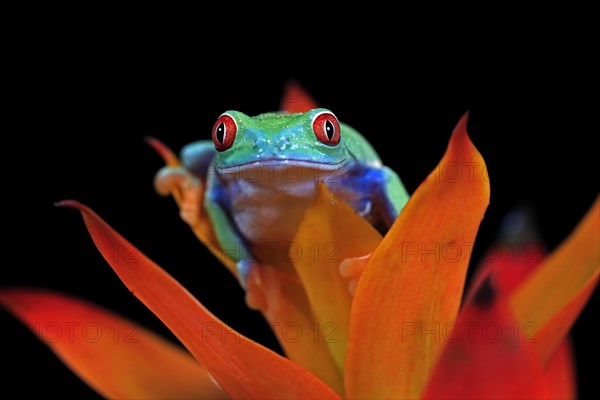 Red-eyed tree frog (Agalychnis callidryas), adult, on bromeliad, captive, Central America