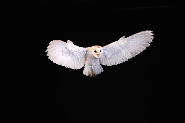 Barn owl, (Tyto alba), adult, flying, landing, on rocks, at night, Lowick, Northumberland, England, Great Britain