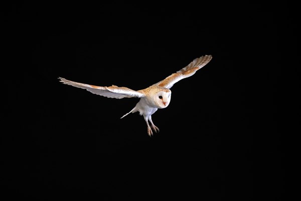 Barn Owl, (Tyto alba), adult, flying, at night, Lowick, Northumberland, England, Great Britain