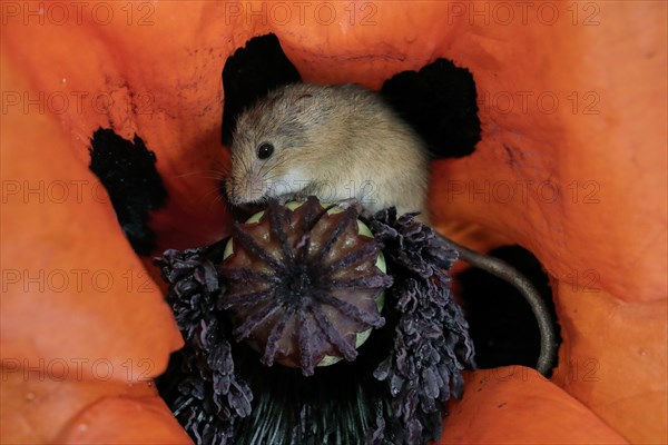 Common harvest mouse, (Micromys minutus), adult, on corn poppy, flower, foraging, at night, Scotland, Great Britain