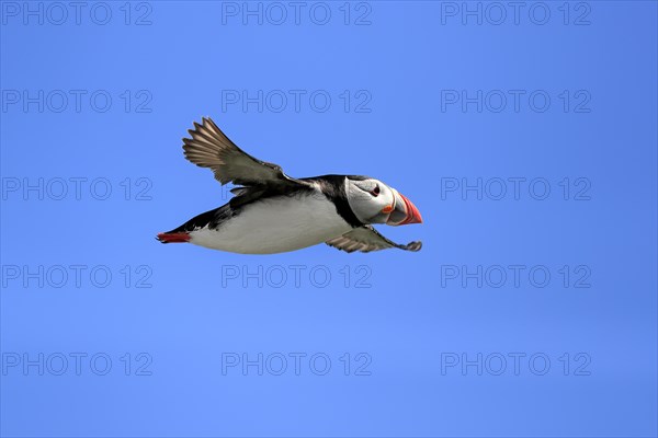 Puffin (Fratercula arctica), adult, flying, Farne Islands, England, Great Britain