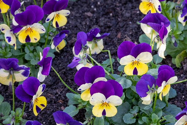 Bright pansies with purple and yellow against an earthy background