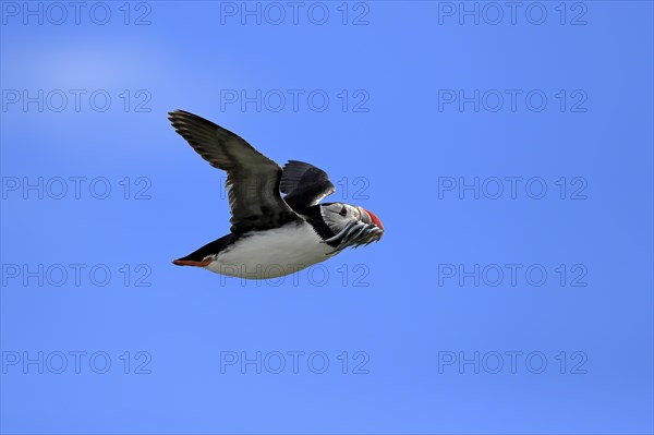 Puffin (Fratercula arctica), adult, flying, with sand eels, with food, Faroe Islands, England, Great Britain, Europe