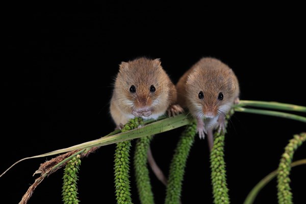 Eurasian harvest mouse (Micromys minutus), adult, two, pair, on plant stalks, spikes, foraging, at night, Scotland, Great Britain