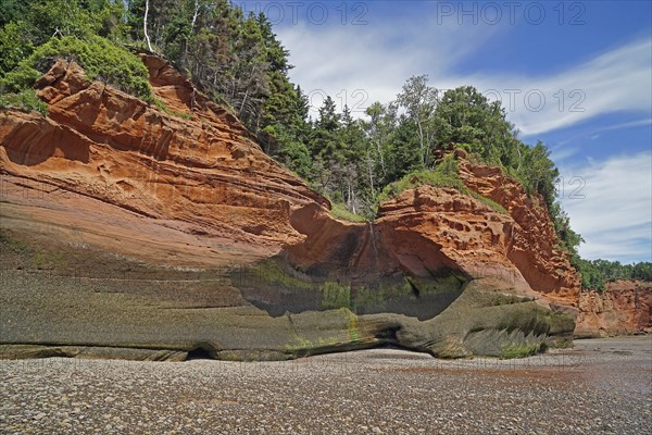 Wooded cliffs, red sandstone, Five Islands Provincial Park, Fundy Bay, Nova Scotia, Canada, North America