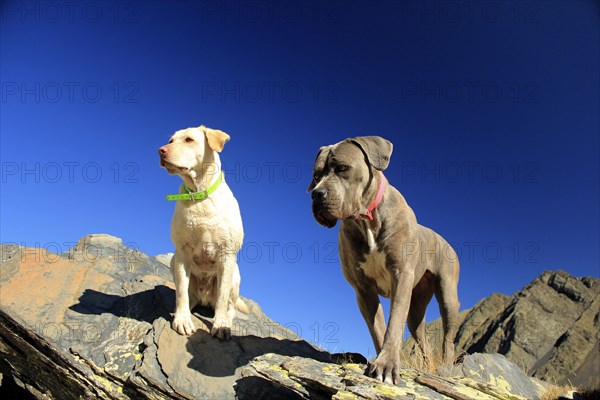 Two dogs atop mountain rocks under a vivid blue sky, Amazing Dogs in the Nature