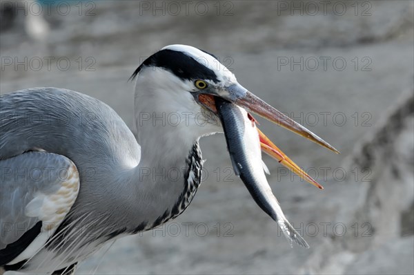 A heron (Ardea cinerea) catching a fish with its long beak, Stuttgart, Baden-Wuerttemberg, Germany, Europe