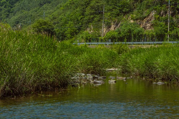 Tranquil river fringed by tall reeds with scattered rocks and lush greenery, in South Korea