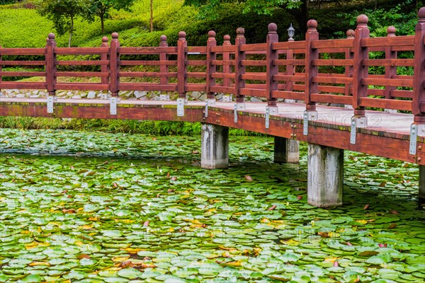 Wooden footbridge over a tranquil pond dotted with lily pads surrounded by greenery, in South Korea