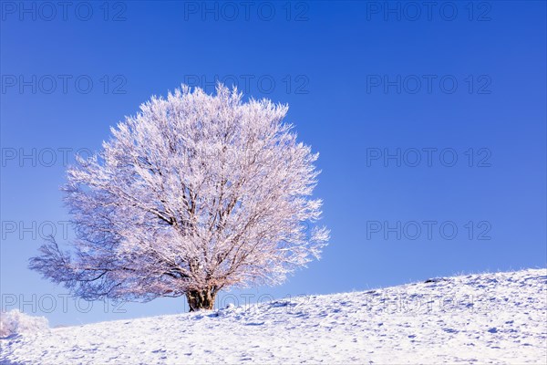 Snow covered tree on Mount Saleve, Haute-Savoie, France, Europe