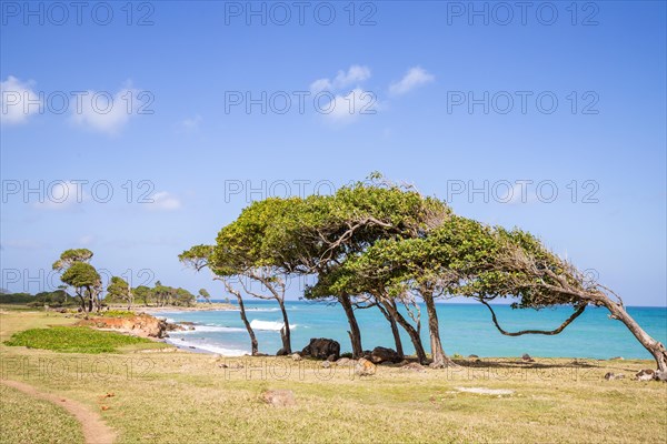Nature in a special way, trees grow with the wind, a dreamlike landscape directly on the turquoise sea. Lonely sandy beaches in the Caribbean. Pointe Allegre on Basse Terre, Guadeloupe, French Antilles, North America