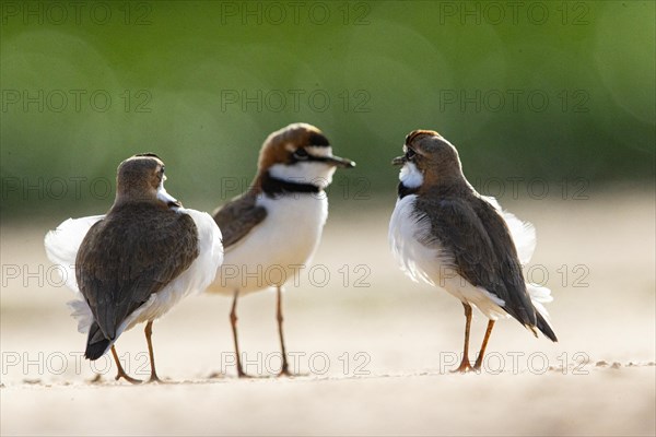 Slender-billed plover (Anarhynchus collaris) Pantanal Brazil