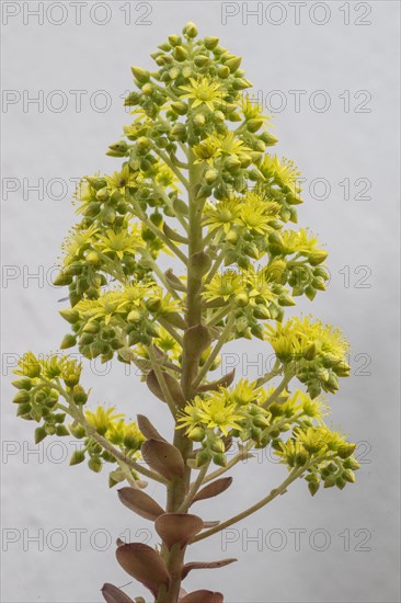 Tree aeonium (Aeonium arboreum), Lanzarote, Canary Islands, Spain, Europe