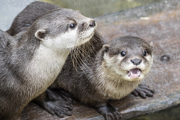 Dwarf otter, Asian oriental small-clawed otter (Aonyx cinerea), Heidelberg Zoo, Baden-Wuerttemberg, Germany, Europe