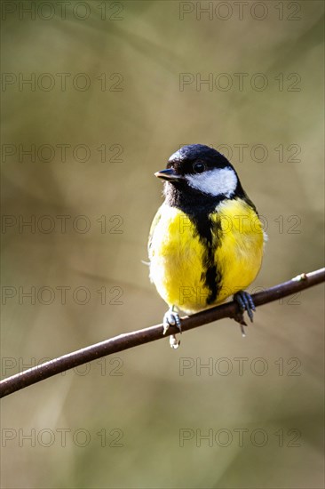 Great Tit, Parus major, bird in forest at winter light