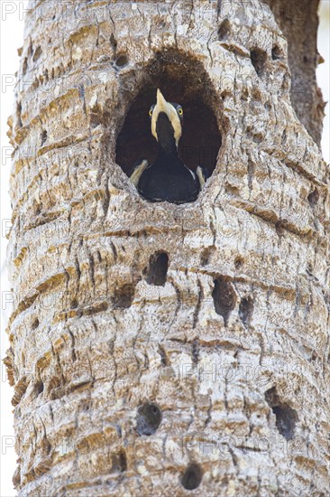 Crimson-crested woodpecker (Campephilus melanoleucos) Pantanal Brazil