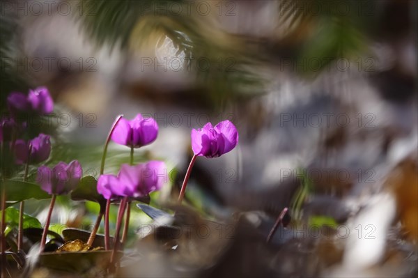 Wild cyclamen, February, Germany, Europe