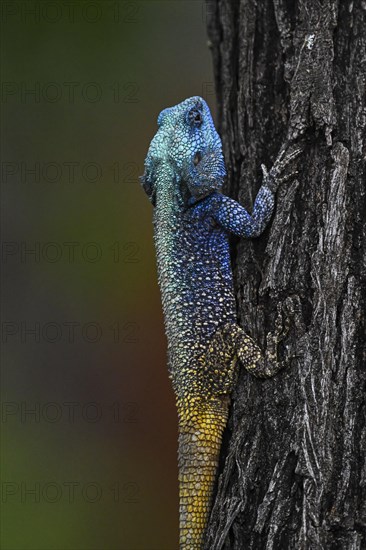 Blue-throated Agama (Acanthocercus atricollis), Madikwe Game Reserve, North West Province, South Africa, RSA, Africa