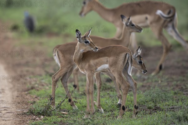 Black Heeler Antelope or Impala (Aepyceros melampus) herd with young, nursery, Madikwe Game Reserve, North West Province, South Africa, RSA, Africa