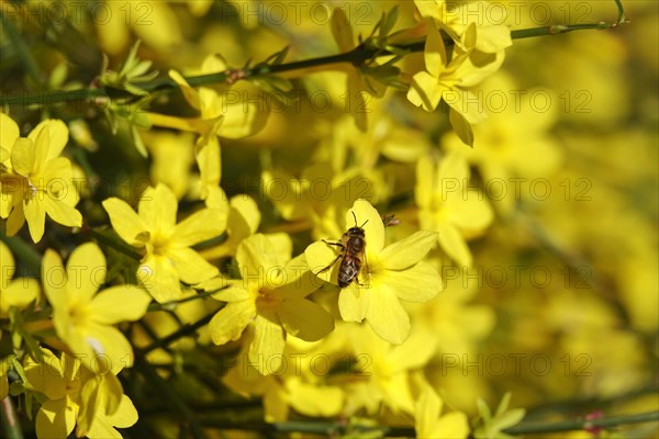 Winter jasmine with bee, February, Germany, Europe