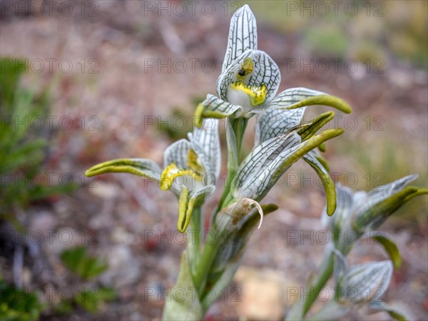 Porcelain orchid (Chloraea magellanica) in Perito Moreno National Park, Patagonia, Argentina, South America