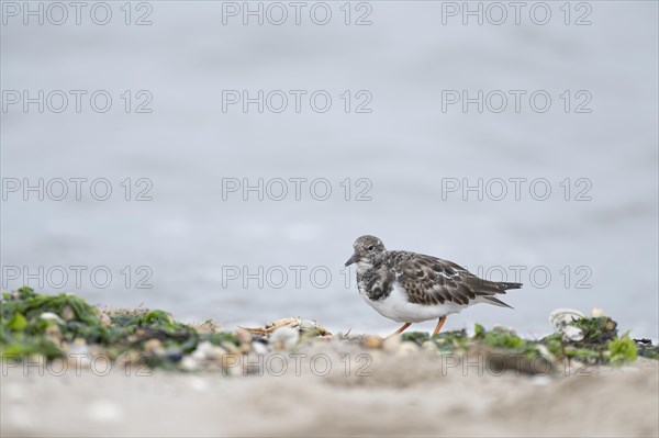 Ruddy turnstone (Arenaria interpres), searching for food on the beach in washed up green algae, with crab, walking to the left, background sea blurred, Schillig, Wangerland, North Sea coast, Germany, Europe
