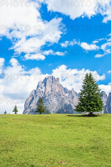 Spruce tree on a alp meadow below the Langkofel group mountains in the Doliomites, Val Gardena, Italy, Europe