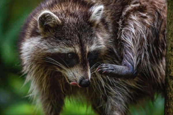 Raccoon in natural environment, close-up, portrait of the animal on Guadeloupe au Parc des Mamelles, in the Caribbean. French Antilles, France, Europe