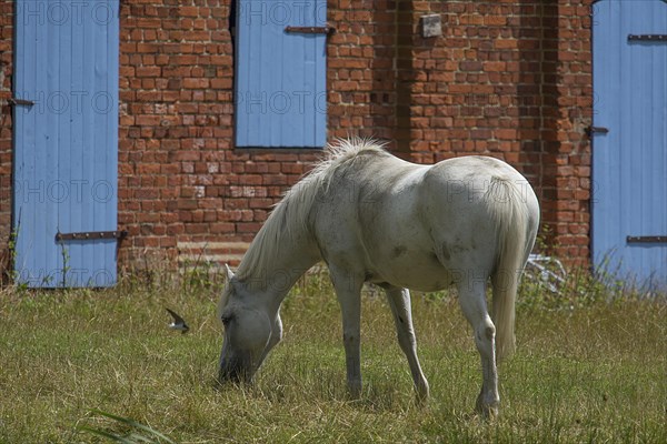 White horse on a farm, Othenstorf, Mecklenburg-Vorpommern, Germany, Europe