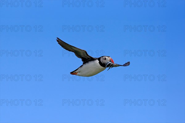 Puffin (Fratercula arctica), adult, flying, with sand eels, with food, Faroe Islands, England, Great Britain, Europe