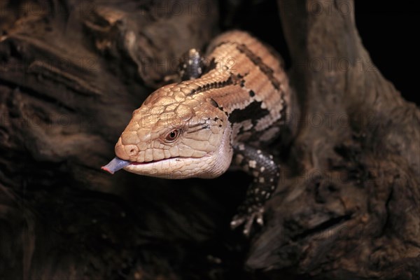 Indonesian blue-tongued skink (Tiliqua gigas), adult, portrait, on tree, captive, tongues, Indonesia, Asia