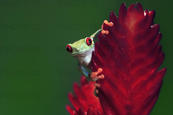 Red-eyed tree frog (Agalychnis callidryas), adult, on bromeliad, portrait, captive, Central America