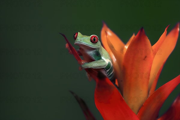 Red-eyed tree frog (Agalychnis callidryas), adult, on bromeliad, captive, Central America