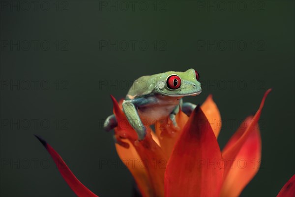 Red-eyed tree frog (Agalychnis callidryas), adult, on bromeliad, captive, Central America