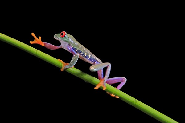 Red-eyed tree frog (Agalychnis callidryas), adult, on green stem, Aeonium, captive, Central America