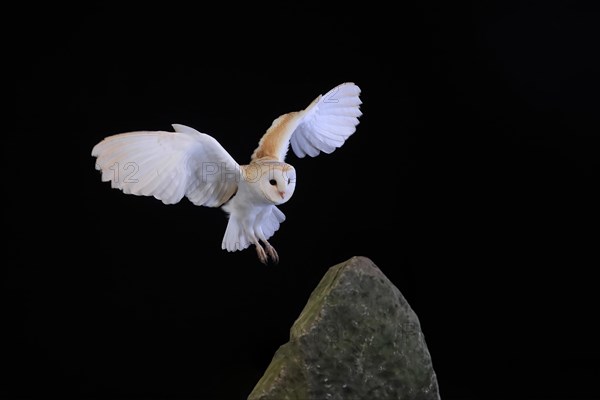 Barn owl, (Tyto alba), adult, flying, landing, on rocks, at night, Lowick, Northumberland, England, Great Britain