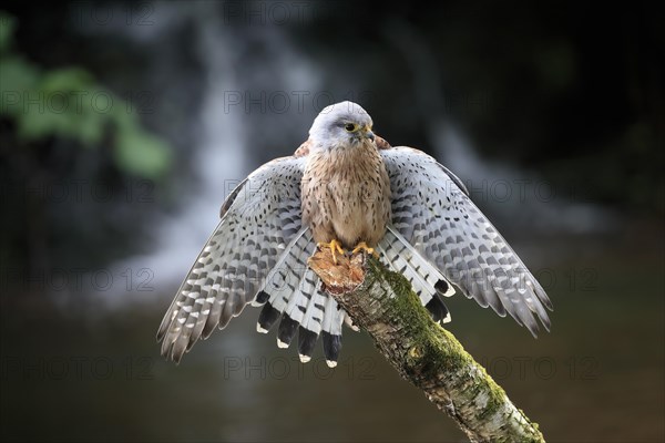 Common kestrel (Falco tinnunculus), adult, male, perch, spreading wings, Scotland, Great Britain