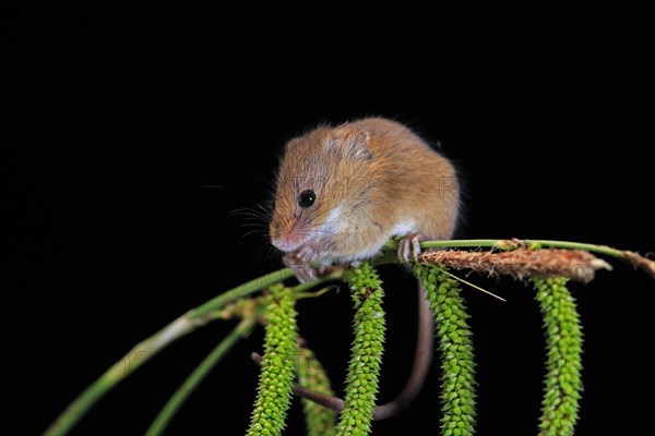 Eurasian harvest mouse (Micromys minutus), adult, on plant stalks, ears of corn, foraging, at night, Scotland, Great Britain