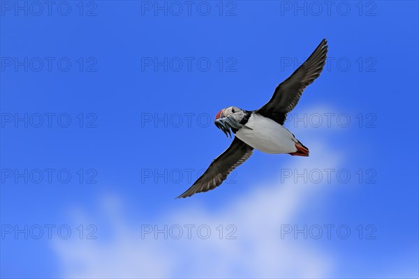 Puffin (Fratercula arctica), adult, flying, with sand eels, with food, Faroe Islands, England, Great Britain, Europe