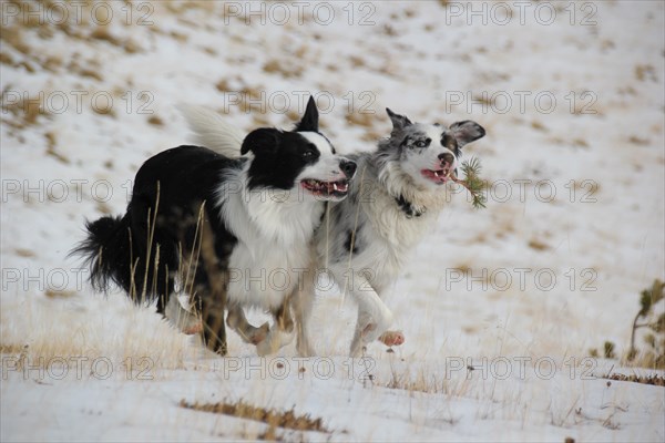 Two Border Collies running joyfully in the snowy landscape, Amazing Dogs in the Nature