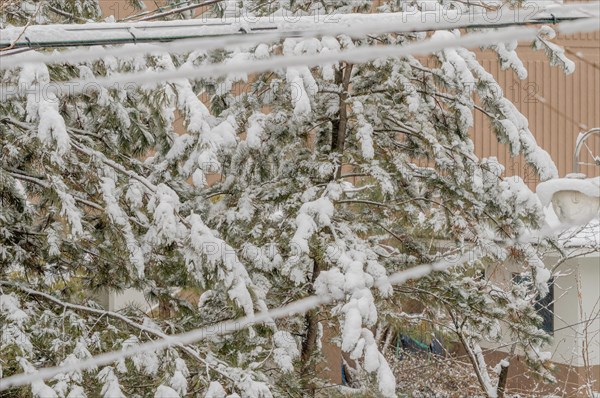 Snow-laden evergreen tree branches with a house in the background and overhead lines, in South Korea