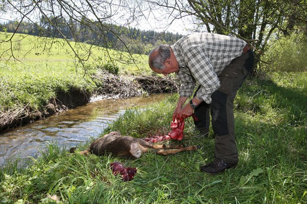 Hunter dismantling a shot european roe deer (Capreolus capreolus) removing stomach and innards, Allgaeu, Bavaria, Germany, Europe