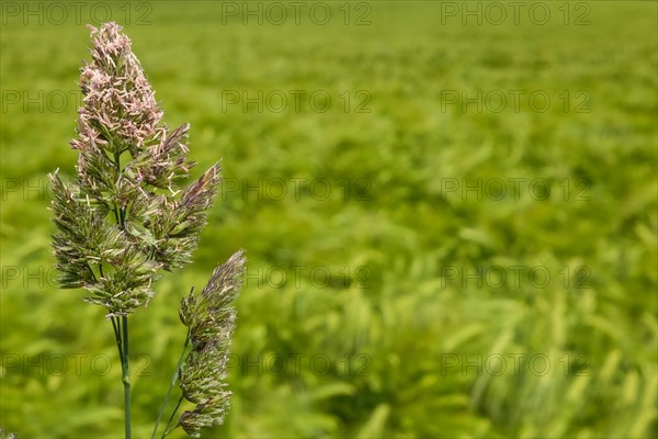 A ripe wheat field, its stalks bending golden in the dryness