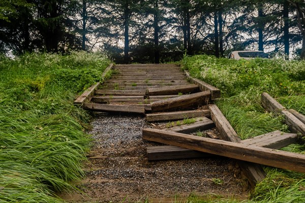 Old wooden stairs overgrown with foliage on a nature trail through woods, in South Korea