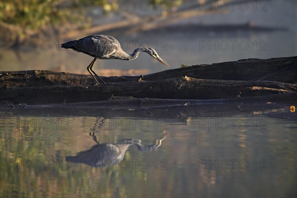 A gray heron stands on a log with its reflection visible in the water, in a tranquil setting, Ardea cinerea, Wagbachniederung