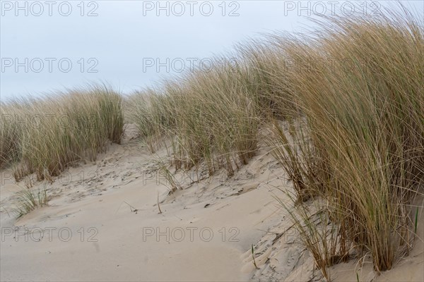 Soft focus of sand dunes and dense beach grass in a tranquil coastal landscape